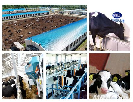 養好牛，產好奶 完達山乳業以品質為先，守護國人健康未來